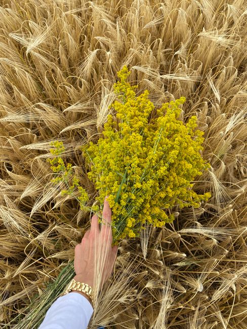 A person holding a bouquet of bright yellow mimosa flowers with small, clustered blossoms and delicate green stems. The bouquet is being held over a large field of mature, golden wheat with feathery h