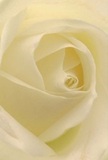 Immersed in the inviting core of a cream-white rose, one feels immediately transported to the tranquil corners of Cobham-whether a sunlit garden near the cricket green or the soft silence of Bridge Road at dawn. The petals spiral inward in delicate harmony, layering shades of pure white and subtle lemon as they curl with almost weightless grace. Shadows thread between the folds, imparting depth and a quiet emotional resonance ideal for sympathy, admiration, or marking life's poignant milestones. The atmosphere exudes peace, while the intricate texture of each petal speaks to the expertise of local Cobham florists. There's a gentle, imagined fragrance lingering-a reminder of spring mornings and thoughtful gestures exchanged between neighbours. Every detail of this rose reflects the artistry and care that defines Cobham's floral heritage, ensuring the bloom does more than decorate; it expresses comfort, hope, and heartfelt remembrance.